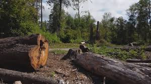 Best Tree Trimming and Pruning  in Moorpark, CA