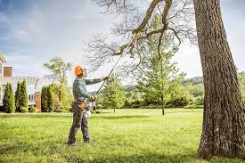 Best Tree Cabling and Bracing  in Moorpark, CA