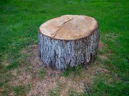 Best Tree Risk Assessment  in Moorpark, CA