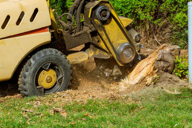 Best Sod Installation  in Moorpark, CA