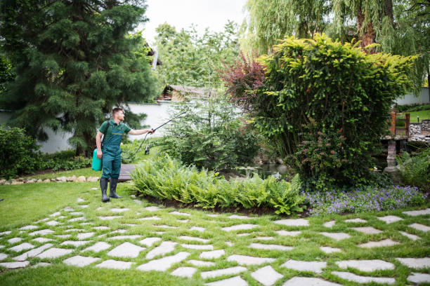 Best Lawn Disease Treatment  in Moorpark, CA