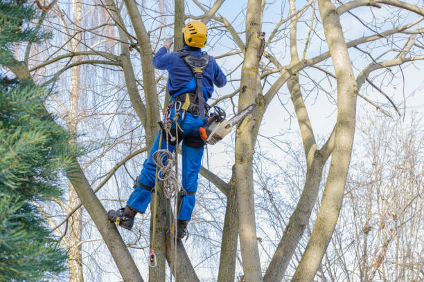 Moorpark, CA Tree Services Company