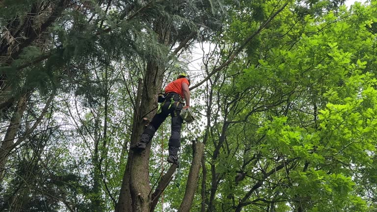 Best Tree Removal  in Moorpark, CA