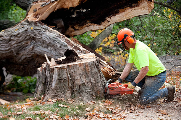 How Our Tree Care Process Works  in  Moorpark, CA
