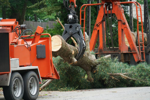 Best Tree and Shrub Care  in Moorpark, CA