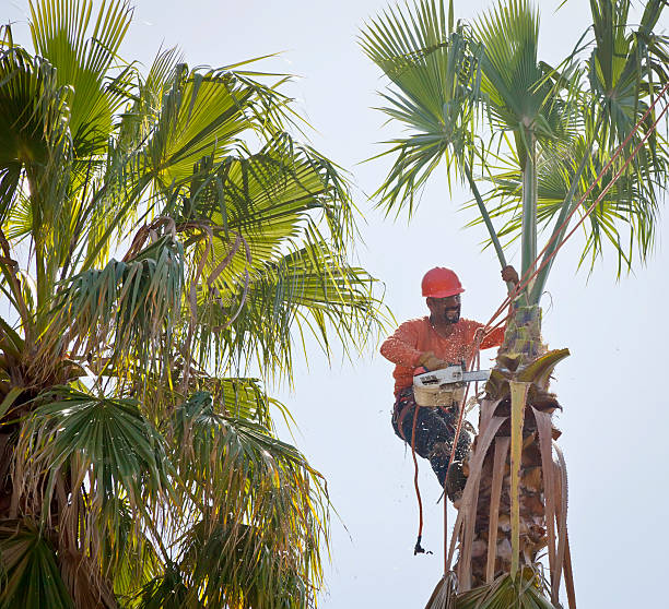 Best Leaf Removal  in Moorpark, CA