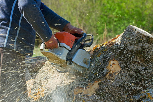 Best Commercial Tree Services  in Moorpark, CA