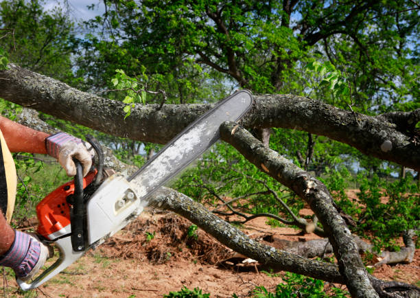 Best Arborist Consultation Services  in Moorpark, CA